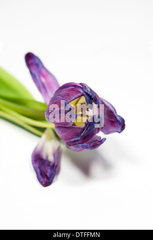 Fleur de tulipe de mourir. Banque D'Images