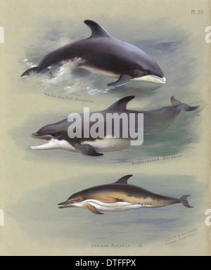 Lagenorhynchus albirostris, Delphinus delphis et Tursiops truncatus Banque D'Images