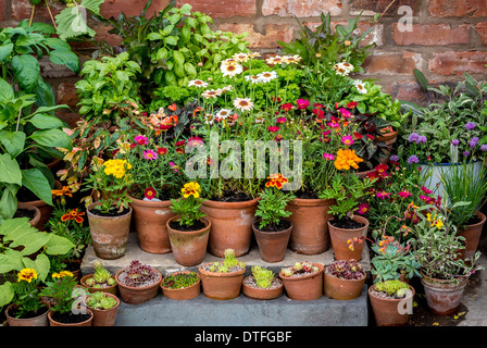 De plus en plus d'herbes et de fleurs en pots dans le jardin intérieur Banque D'Images