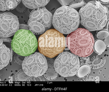 Emiliania huxleyi coccolithophores Banque D'Images
