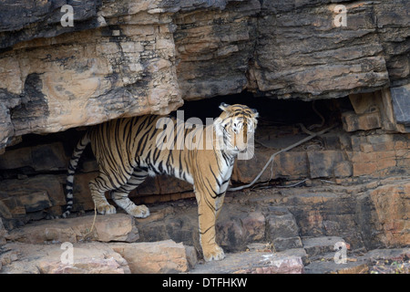 Tigre du Bengale (Panthera tigris tigris ) posé sur une falaise. Banque D'Images