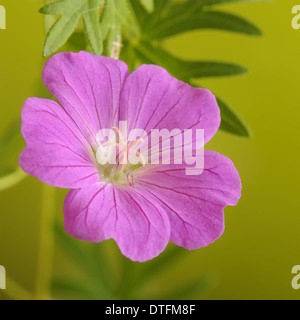 Cut-leaved géranium sanguin, Geranium dissectum, portrait de fleur pourpre avec de belles hors focale arrière-plan. Banque D'Images