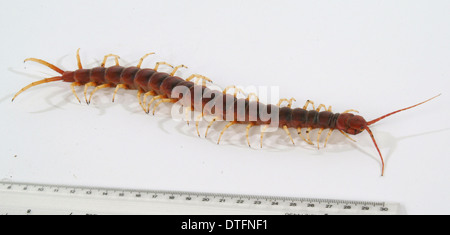 Scolopendra gigantea, centipede géant Banque D'Images