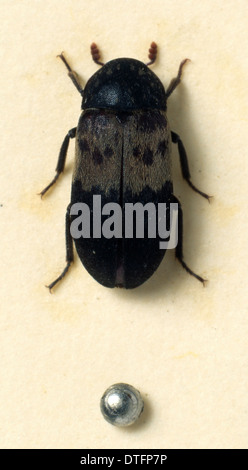 Dermestes lardarius, larder beetle Banque D'Images