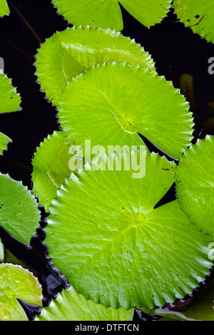 Nénuphar vert Banque D'Images