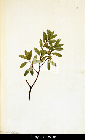 Callistemon fabricia, plateau-tree Banque D'Images