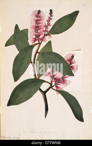 Melaleuca viridiflora, pleurant d'arbre à thé Banque D'Images