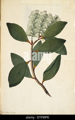 Melaleuca viridiflora, pleurant d'arbre à thé Banque D'Images