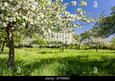 Un verger dans le Herefordshire Angleterre UK Banque D'Images