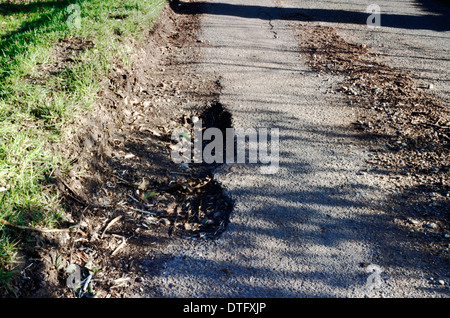 Poule sur le bord d'une route rurale d'un pays à Norfolk, Angleterre, Royaume-Uni. Banque D'Images