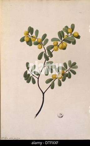 Petalostigma banksii, quinine bush Banque D'Images