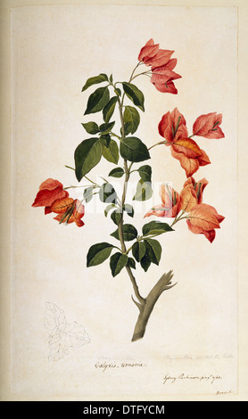 Bougainvillea spectabilis, fleur en papier Banque D'Images