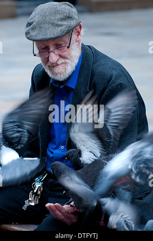 Vieil homme nourrir les pigeons dans Newcastle upon Tyne Belgium Banque D'Images