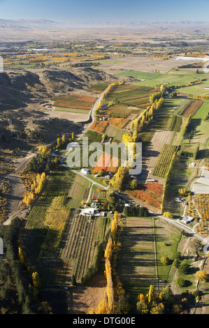 Les vergers et les peupliers, Earnscleugh, près de l'Alexandra, Central Otago, île du Sud, Nouvelle-Zélande - vue aérienne Banque D'Images