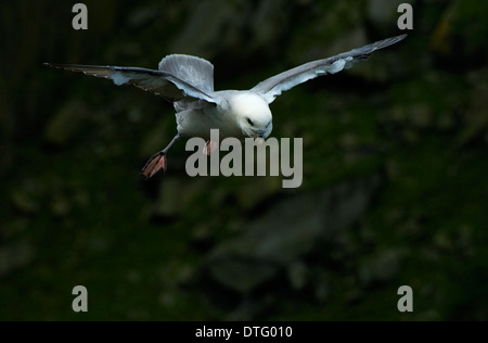 Un Fulmar boréal Fulmarus glacialis en vol sur Hermaness Royaume-uni Shetland Unst Banque D'Images