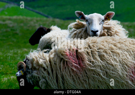 Trois des moutons paissant dans le Parc National des Yorkshire Dales England Royaume-Uni Banque D'Images