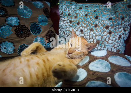 Lazy cat chatoune gingembre ayant un sommeil entre les coussins de lit Banque D'Images