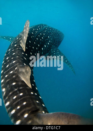 Close up de corps de whaleshark de dessus en tournant dans les eaux bleu turquoise de l'océan Indien Banque D'Images