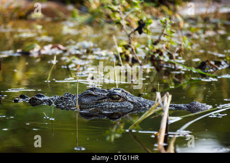 Close up de tête et les yeux de crocodile submergé dans le delta de la rivière à la recherche de proies dans le Botswana, l'Afrique Banque D'Images