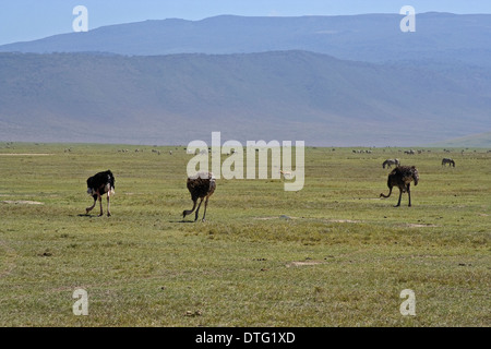 Les autruches (Struthio camelus ssp. massaicus) trois animaux sur les plaines de la Ngorongoro cratère Banque D'Images