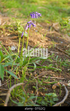 Bluebell solitaire sur la rive de la rivière Clyde à Dalmarnock à Glasgow, Ecosse Banque D'Images