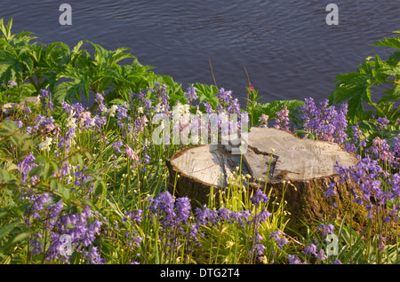 Souche d'arbre sur la rive de la rivière Clyde à Dalmarnock à Glasgow, Ecosse Banque D'Images