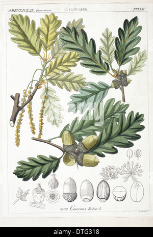 Quercus robur, le chêne Banque D'Images