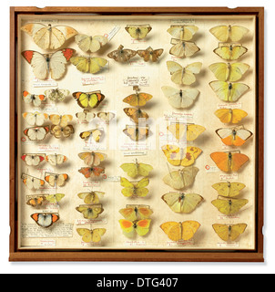 La Collection d'insectes de tiroir de Sir Joseph Banks (1743 - 1820) Banque D'Images