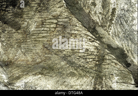 Glossopteris indica, feuilles fossiles de l'Antarctique Banque D'Images