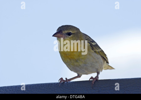 Speke's Weaver (Ploceus spekei), Femme Banque D'Images