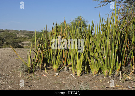 Sansevieria sansevieria bleu, épée, Oldupai ou East African wild sisal (Sansevieria ehrenbergii) Banque D'Images