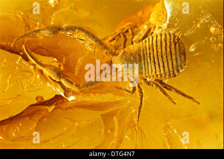 Pseudoscorpion dans l'ambre baltique Banque D'Images