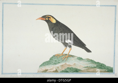 Gracula religiosa, hill myna Banque D'Images