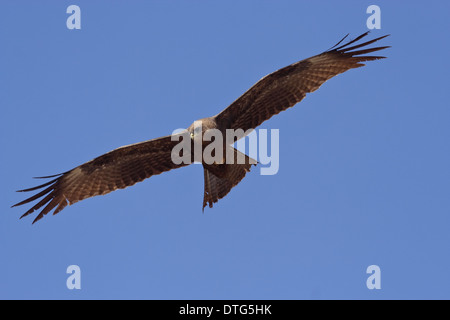 Yellow-Kite (Milvus aegyptius parasitus ssp.) une scission de milan noir (Milvus migrans aegyptius) en vol Banque D'Images