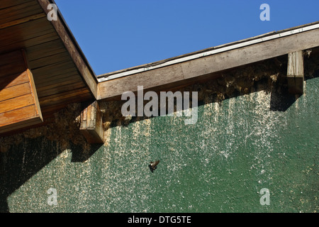 Peu de Swift (Apus affinis), colonie de nidification Banque D'Images