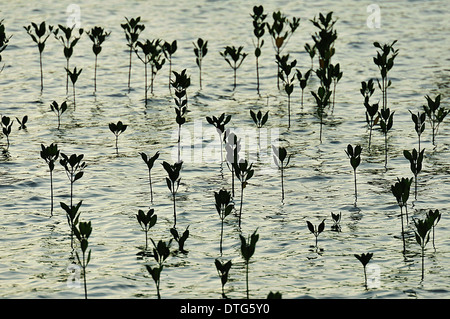 Mangrove rouge Rizophora sp., Gilimanuk, Bali, Indonésie, Asie Banque D'Images