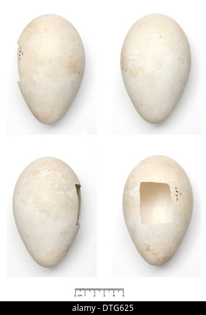 Aptenodytes forsteri, manchot empereur egg Banque D'Images