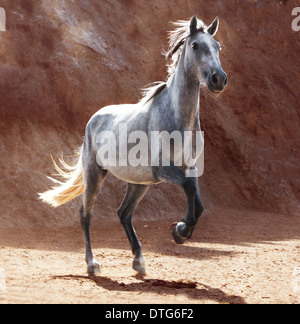 Un jeune cheval andalousie augmente avec les pattes avant, brown rocks dans l'arrière-plan Banque D'Images