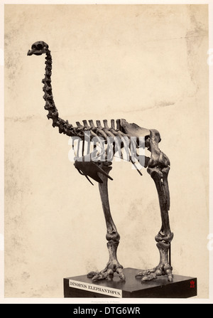 Dinornis elephantopus, heavy-footed pa Banque D'Images