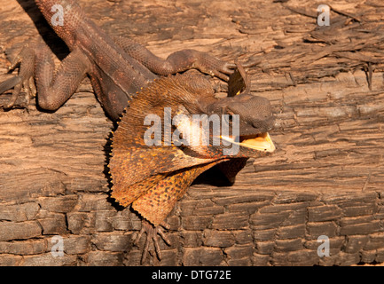 Lézard à collerette, Territoire du Nord, Australie Banque D'Images