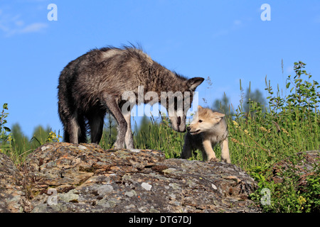 Avec Wolf cub, 8 semaines / (Canis lupus) Banque D'Images