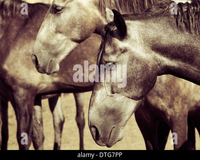 Chefs de chevaux à dormir debout sur un pâturage Banque D'Images