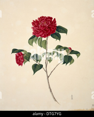 Illustration de fleurs de la Collection Reeves Banque D'Images