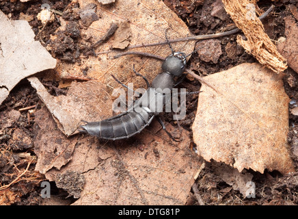 Ocypus olens, Devils Coach Horse Banque D'Images