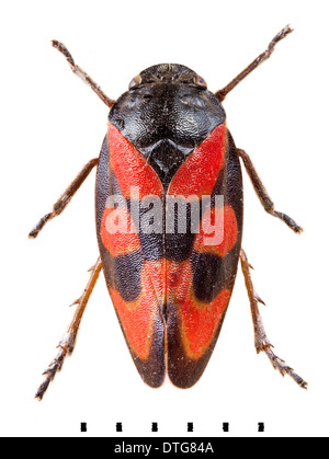 Cercopis vulnerata, Noir et rouge froghopper Banque D'Images