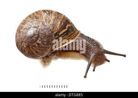 Cornu aspersum, Escargot Banque D'Images