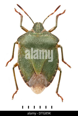 Palomena prasina, Green Shield bug Banque D'Images