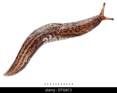 Limax maximus, Leopard Slug Banque D'Images