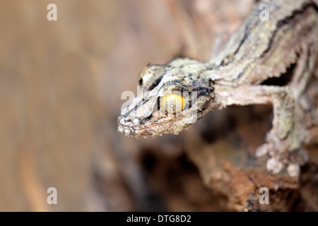 Mossy gecko à queue de feuille, Uroplatus sikorae / (Madagascar) Banque D'Images