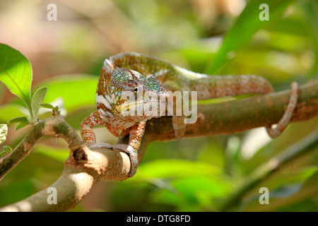 Globe-horned Chameleon, homme, Madagascar / Calumma (globifer) Banque D'Images